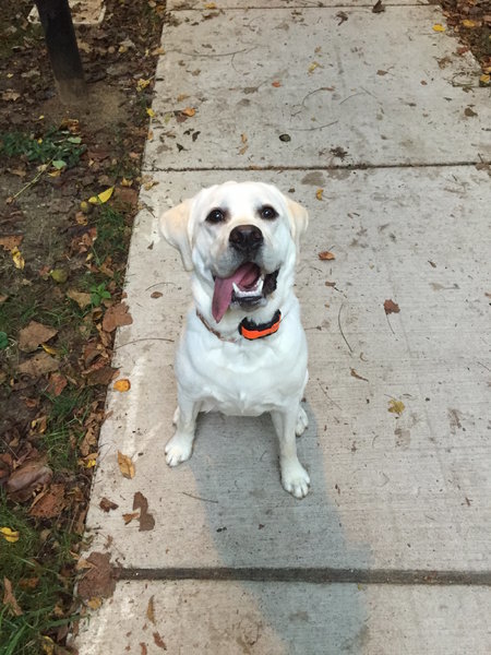 Dasher Sept 2015.jpg