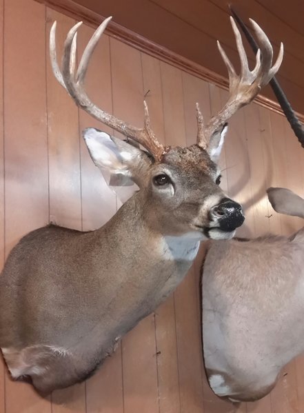 davids deer 1.jpg