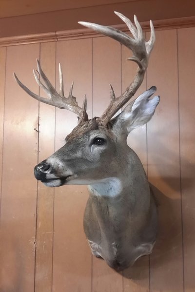 davids deer 2.jpg