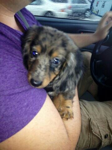 day i got him.jpg