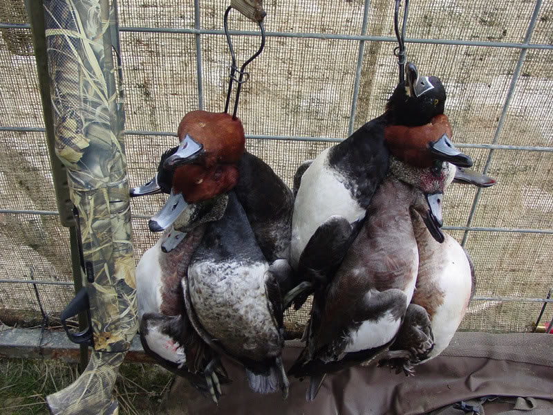 Day1Ducks_60c228cc97856eb857986c0e3ddd53c754e2a53e.jpg
