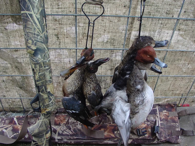 Day2Ducks_3dbbd88f2e985b3adb9dccab3a776b8aea6f7f47.jpg