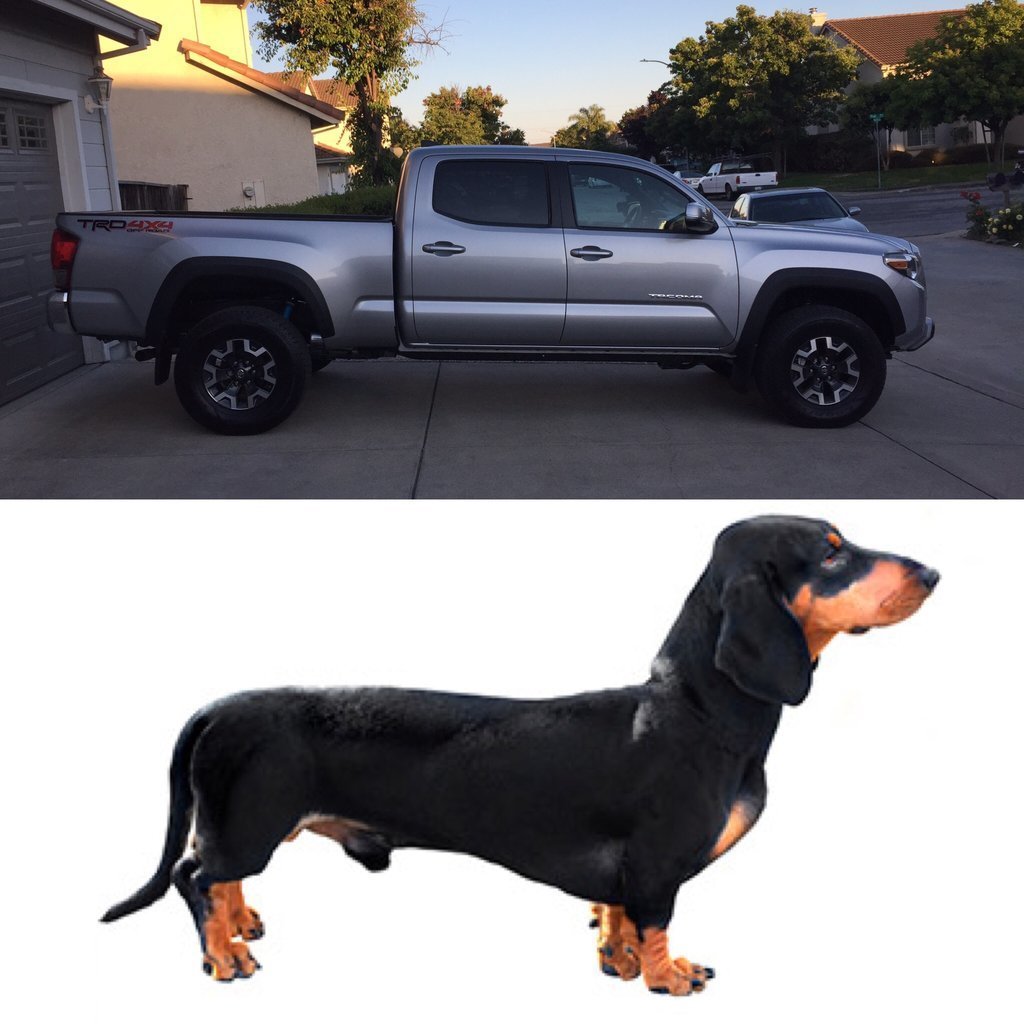 dcblwinerdog.jpg