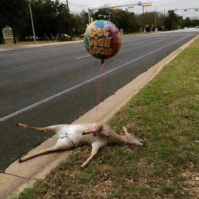dead-deer-get-well-soon.jpg