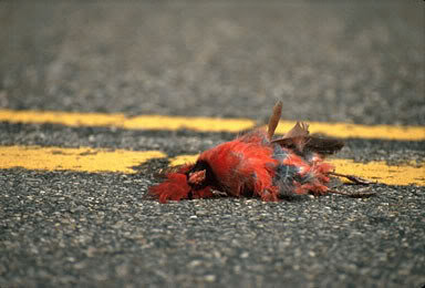 DeadCardinal_8dae3c6f2d62a93f07077558820e38665b2b1257.jpg
