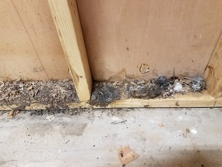 Deadmice.jpg