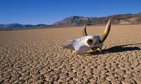 DeathValley_skull.jpg