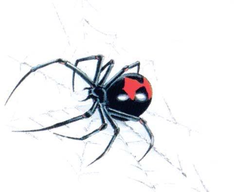 dec_black_widow_748f9aeabb3fd329ba64f2ccf436abe00dba23a1.jpg