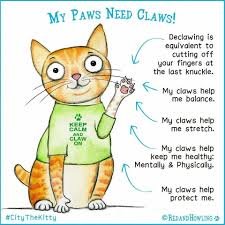 Declawing cat.jpg