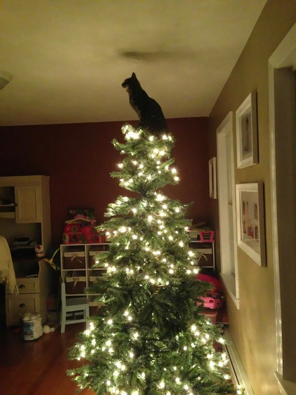 decorating-cats-destroying-trees-christmas-492__605.jpg