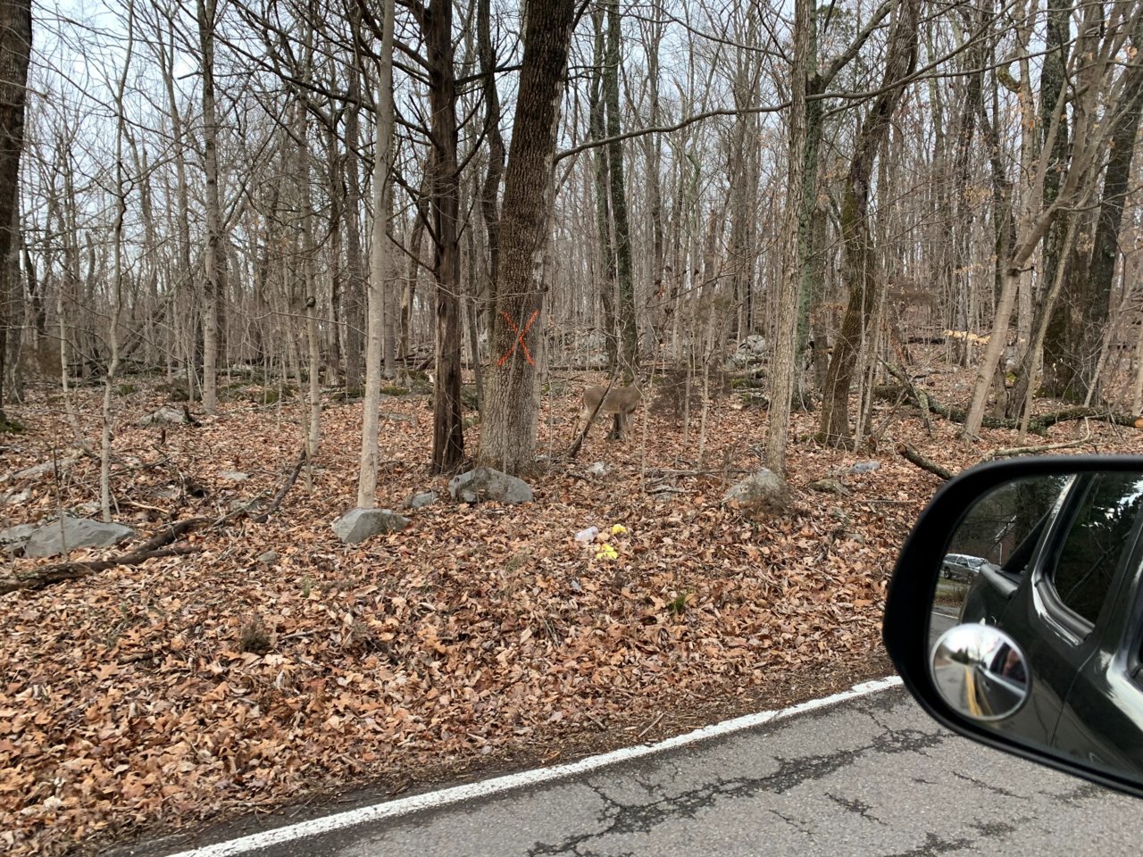 deer 2-1-2023.jpg