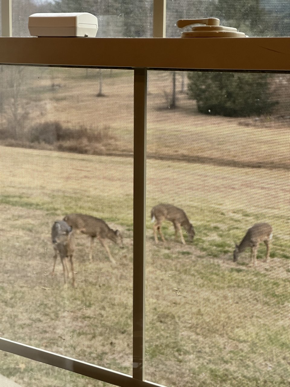 deer-2.jpg
