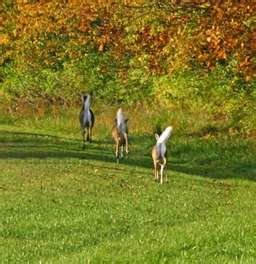 Deer 3.jpg