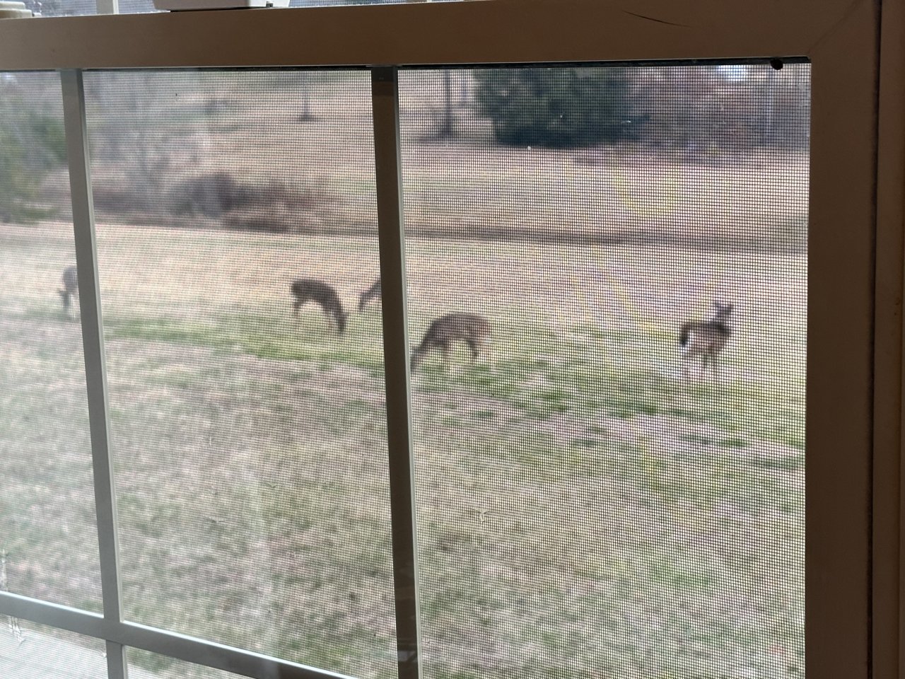 deer-3.jpg