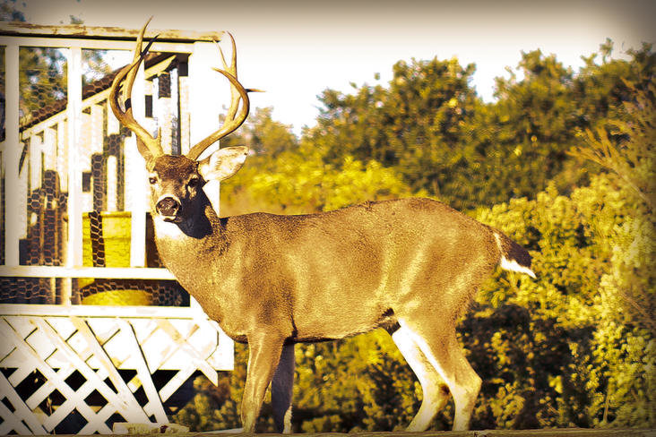 deer 4x6 (18 of 1).jpg