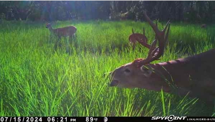deer,5.png