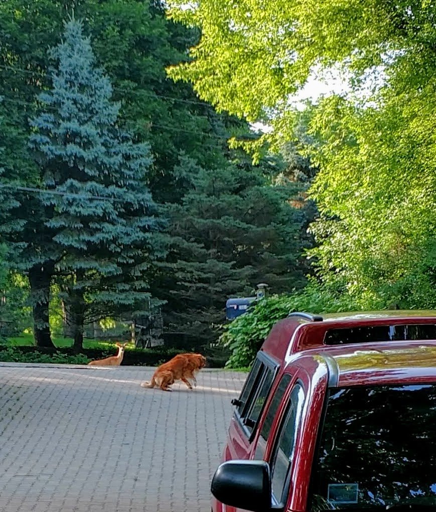 deer and dog.jpg