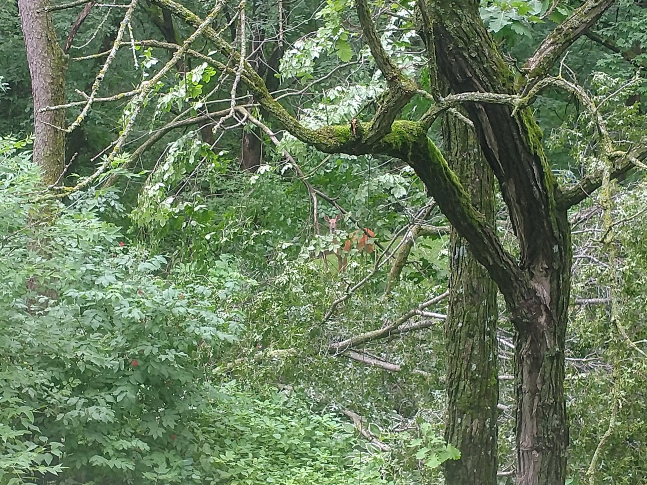 deer down trees.jpg