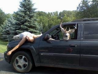 deer driving.jpg