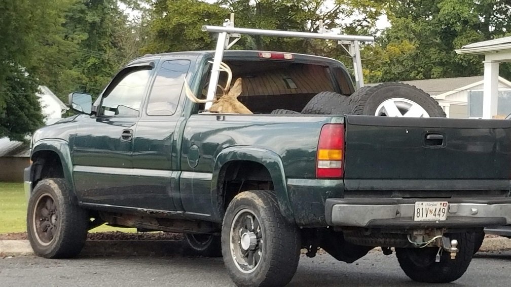 deer in truck 2.jpg