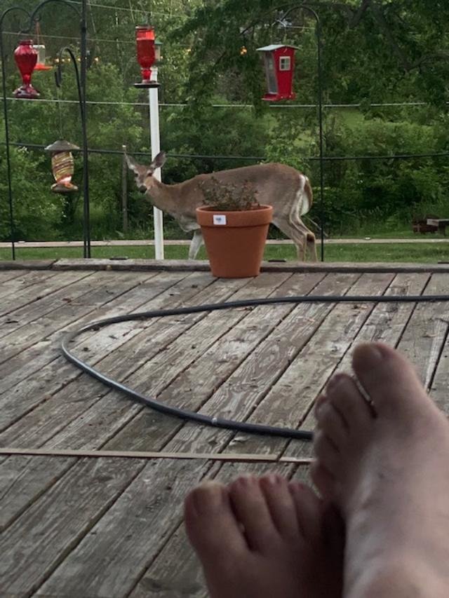 deer in yard.jpg