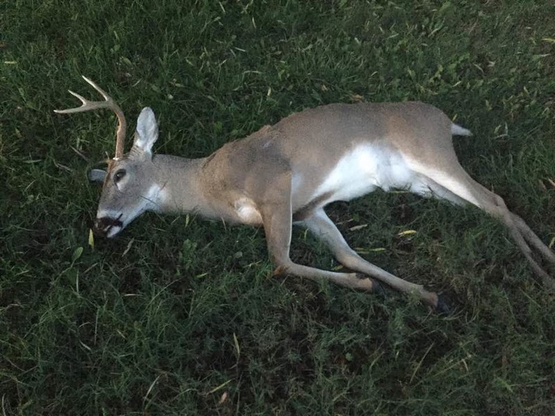 deer.jpg