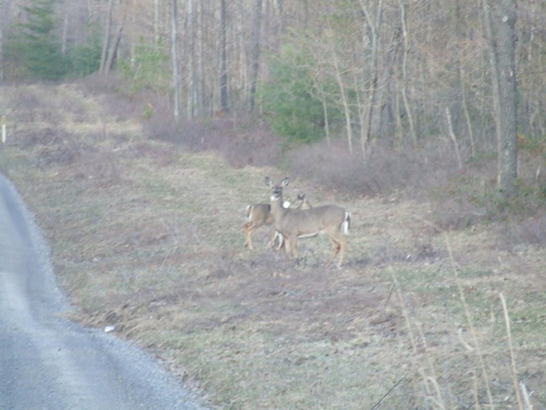 deer.jpg