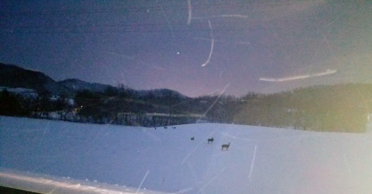 Deer.jpg
