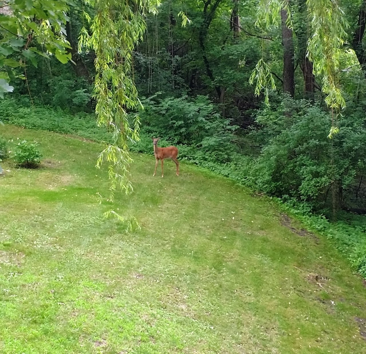deer.jpg