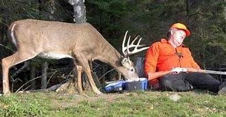 deer.jpg