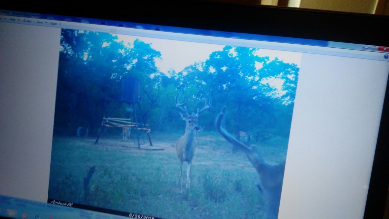 deer.jpg
