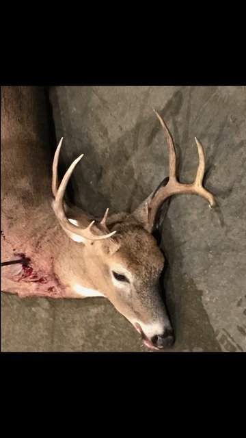 Deer.jpg