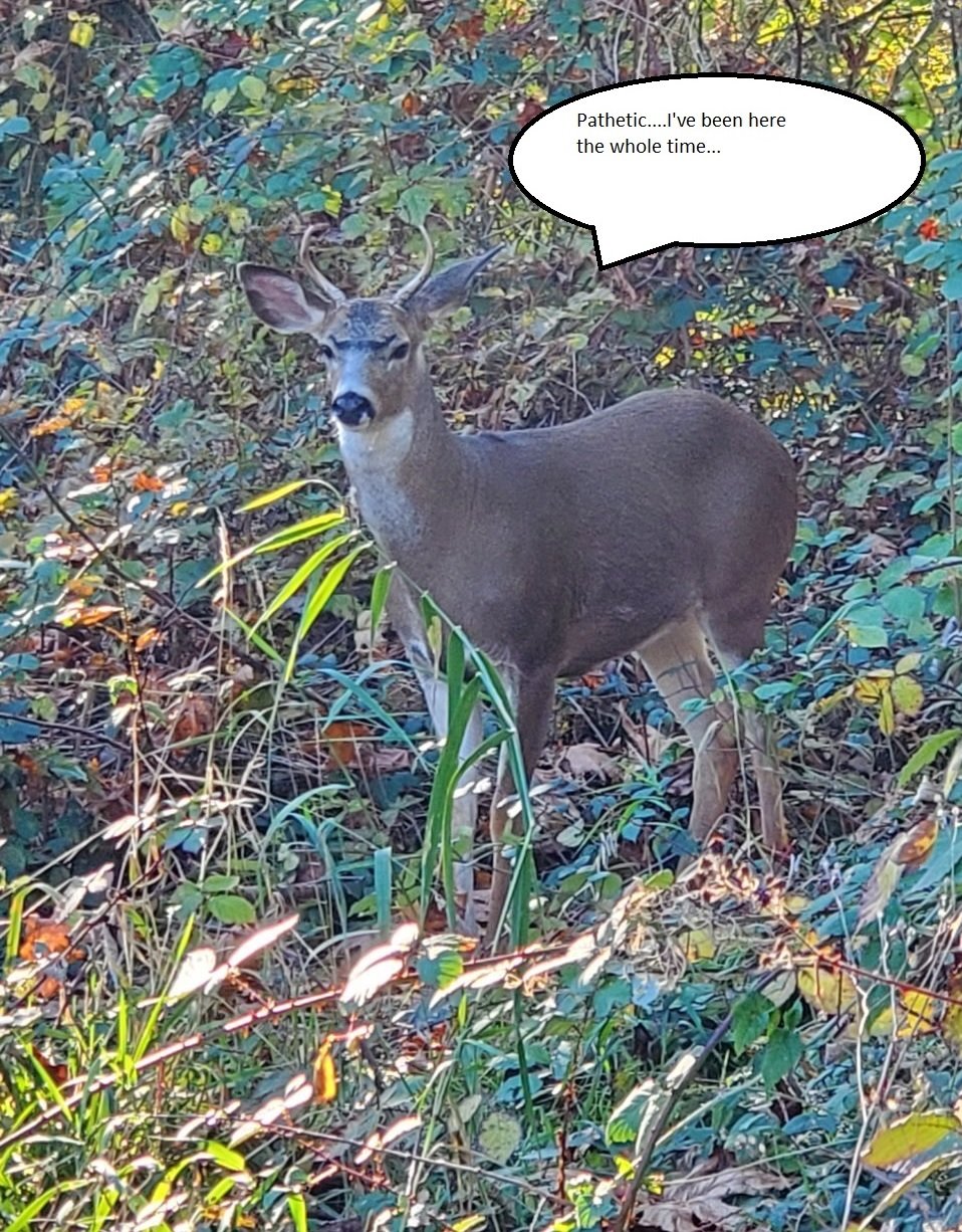 deer.jpg