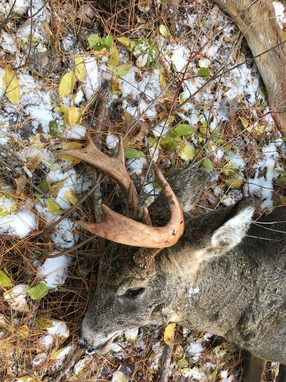 deer.jpg