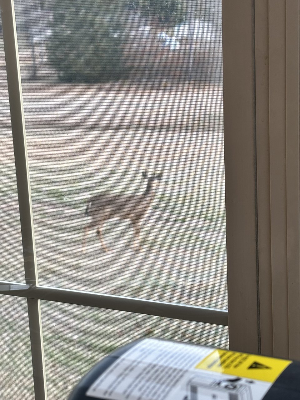 deer.jpg