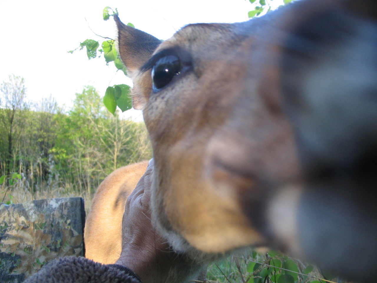 Deer Kiss PA.jpg