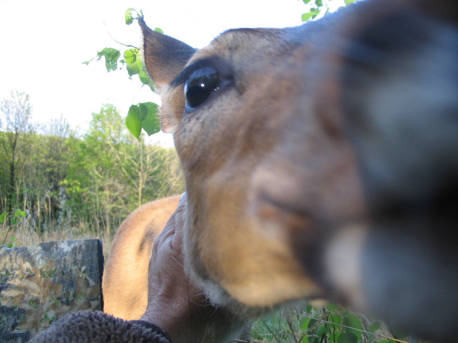 Deer Kiss PA.jpg