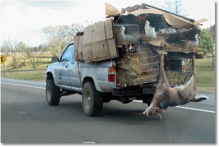 deer pick up truck.jpg