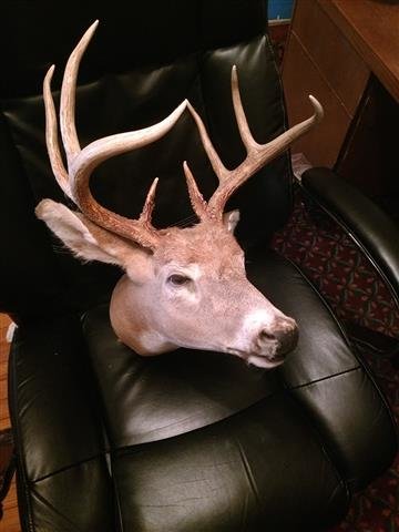 deer (Small).jpg