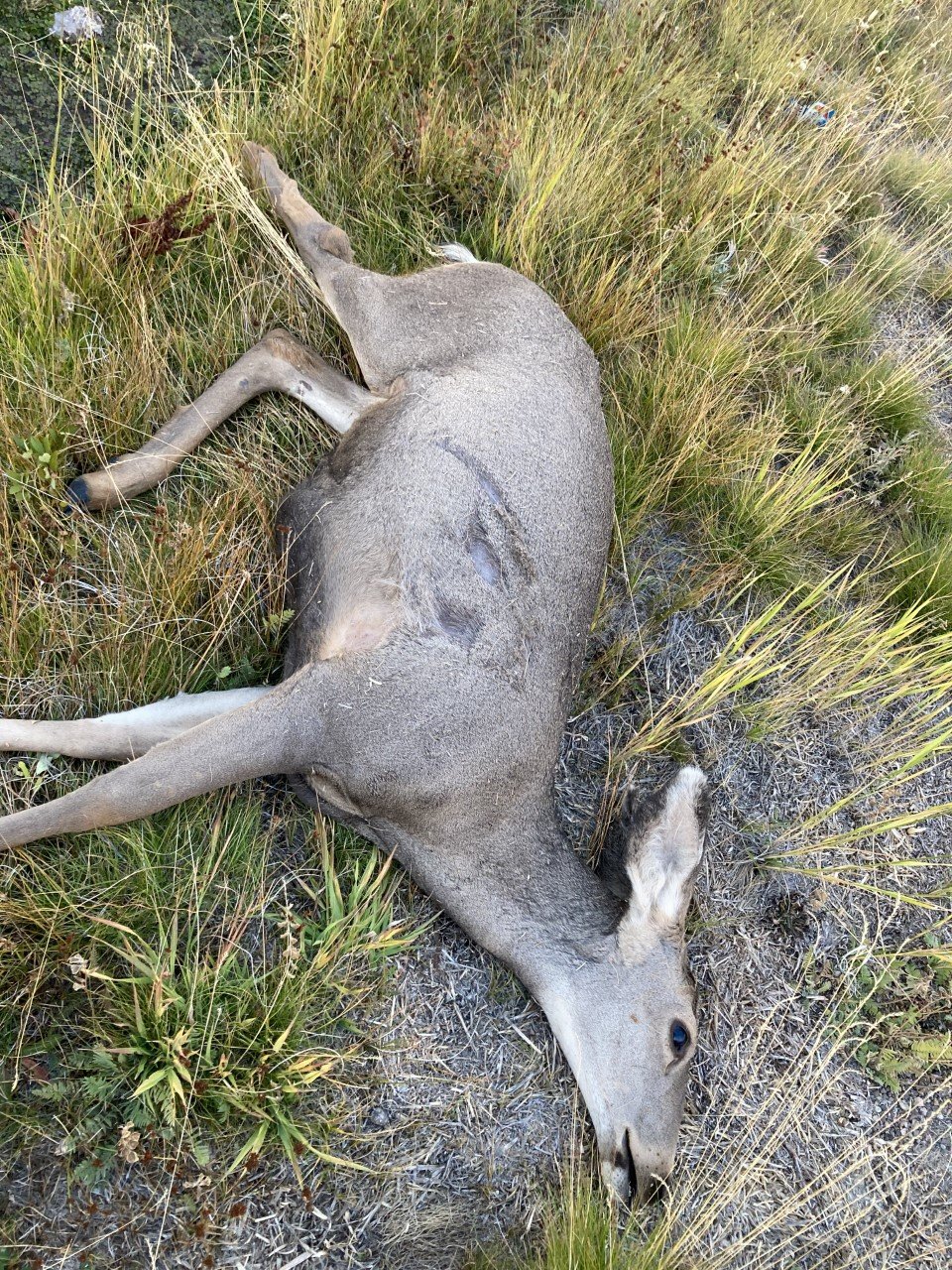 Deer Strike3.jpg