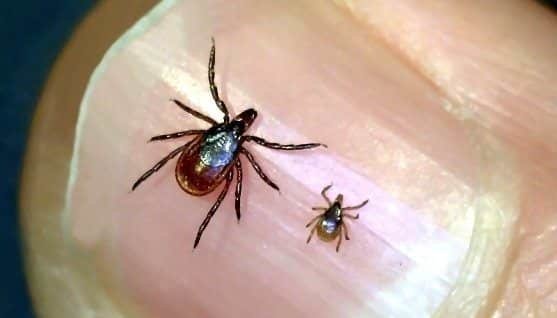 Deer-Tick-Adult-Female-and-Nymph-e1461169426759.jpg