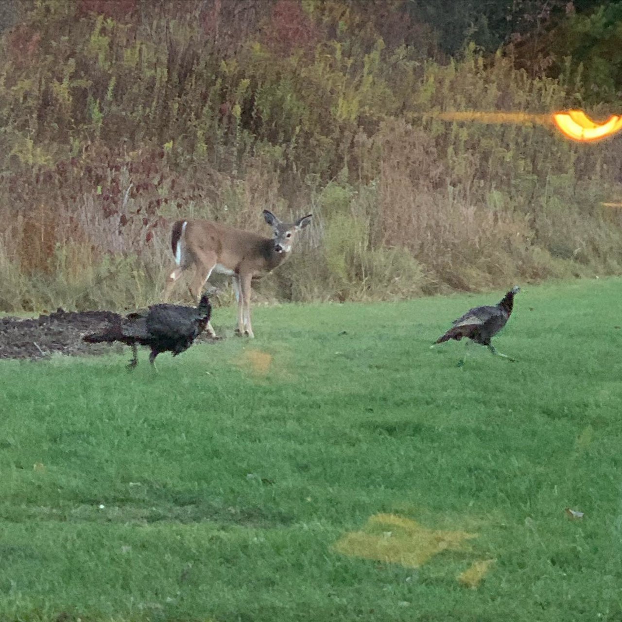 Deer & Turkey.jpg