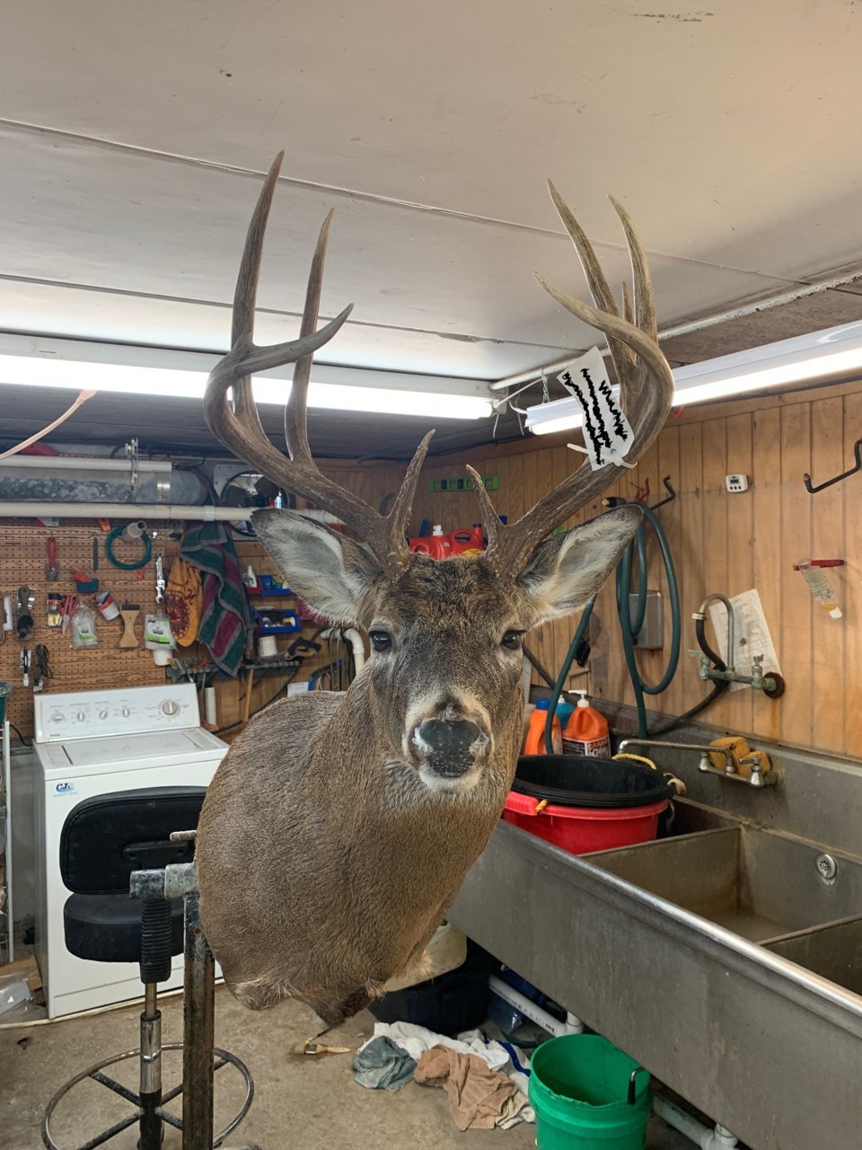 deer1.jpg