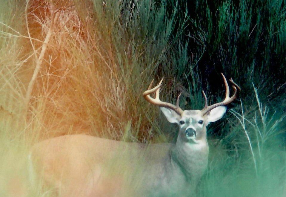 deer1.jpg
