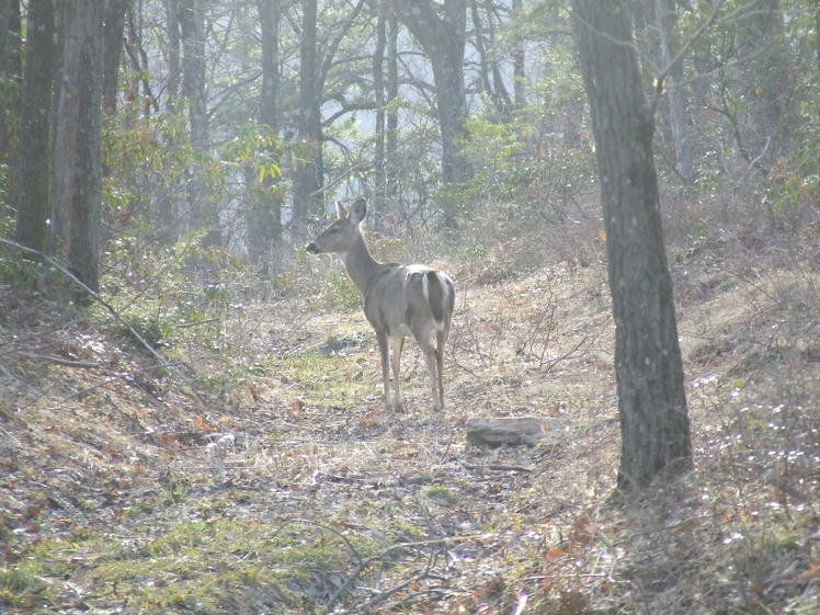 deer2.jpg