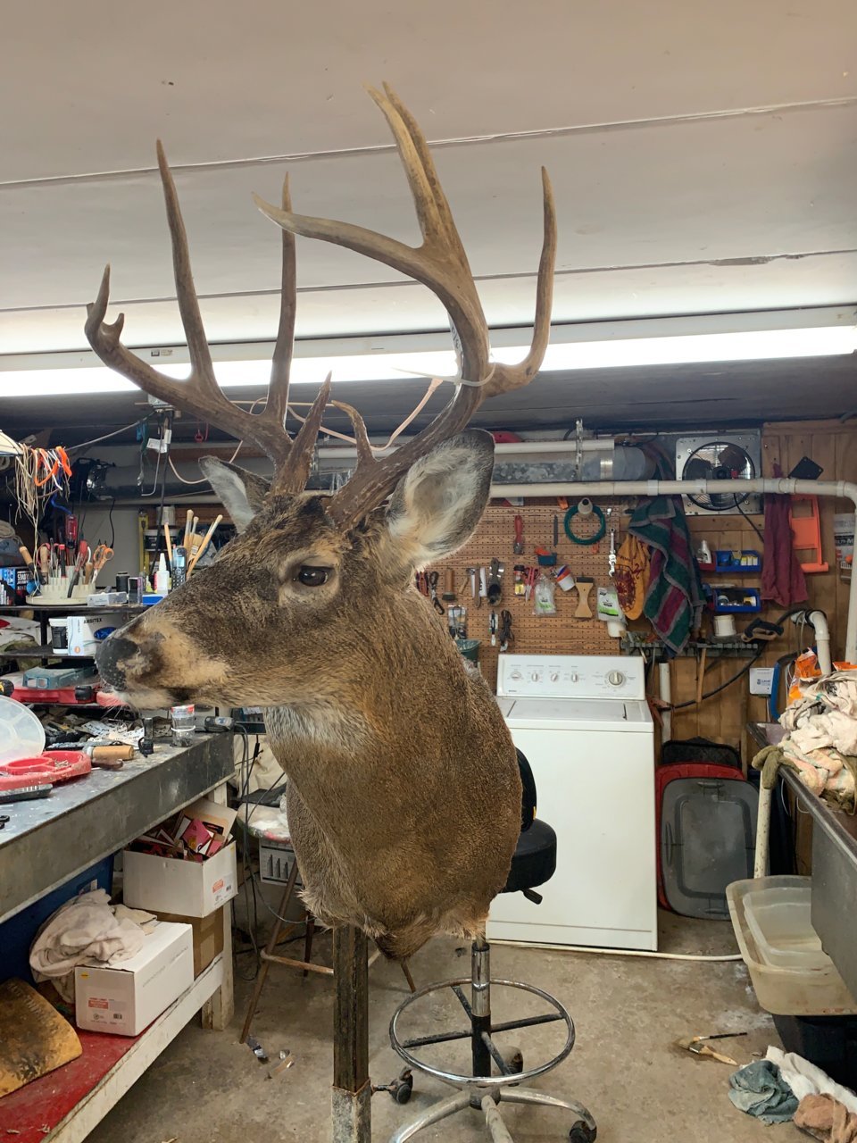 deer2.jpg