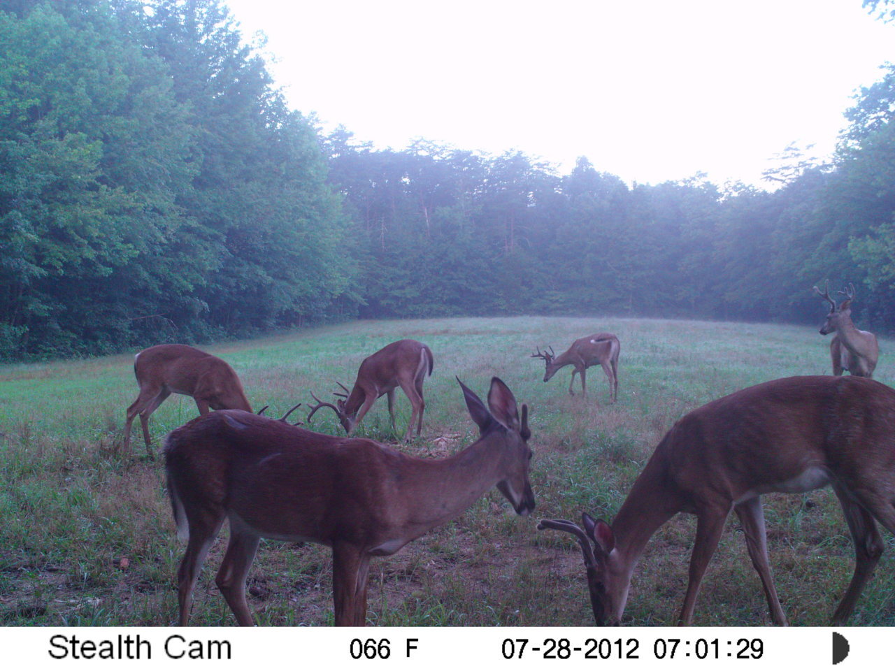 Deer2012 (147).jpg