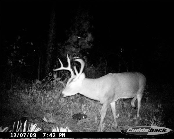 deer2_92766359675db33faf073107c12e4ddf44f6a6ea.jpg