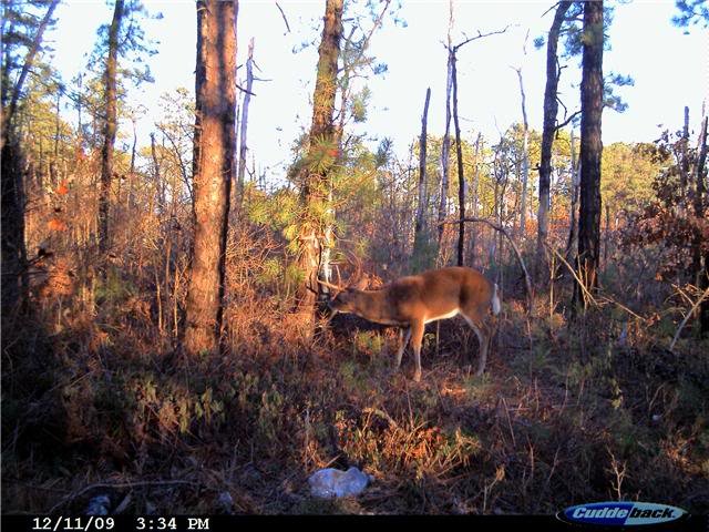 deer4_ffadaa4b862f3fb6c010a897f847c1f7b25b0c4b.jpg