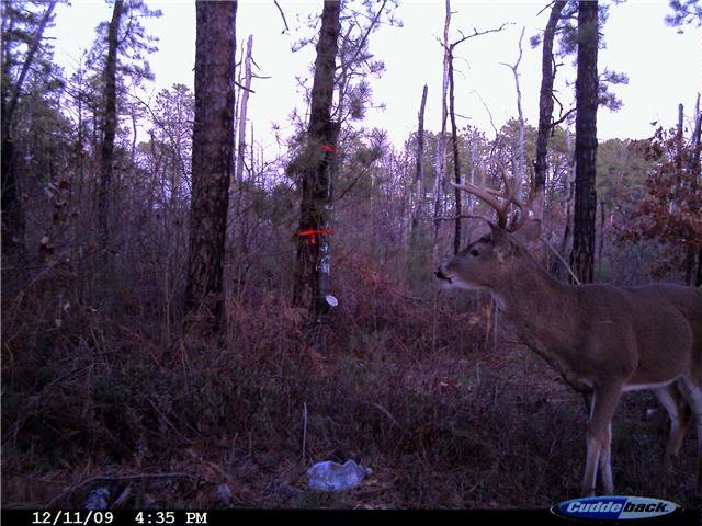 deer5_7ce9d01b54867320f705edeae43f4ddf1f7cf373.jpg